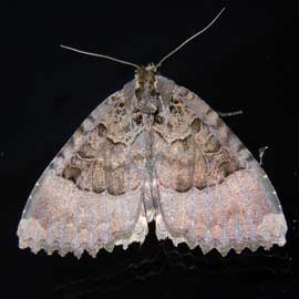 moth